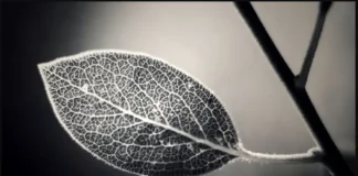 Vad är TV Sharpness?