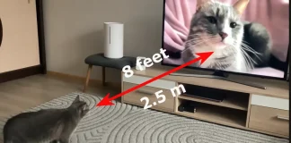 Betraktningsavstånd för en 65-tums TV